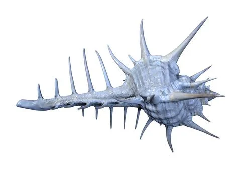 3D Rendering Sea Shell on White Stock Illustration