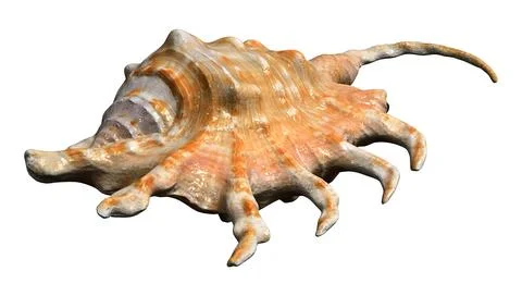 3D Rendering Sea Shell on White Illustrazione stock