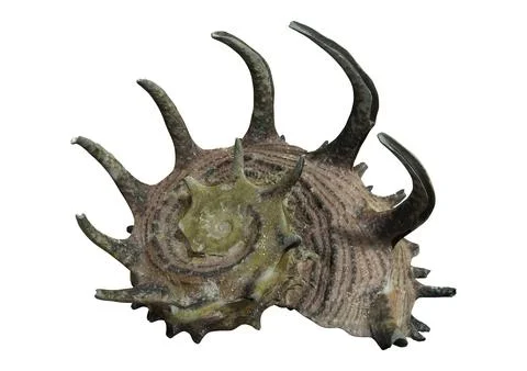 3D Rendering Sea Shell on White Stock Illustration