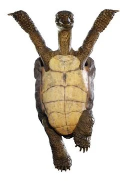 3D Rendering Sea Turtle on White Stock Illustration