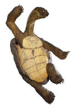 3D Rendering Sea Turtle on White Stock Illustration