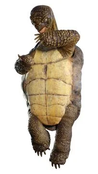 3D Rendering Sea Turtle on White Stock Illustration