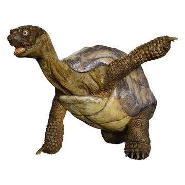 3D Rendering Sea Turtle on White Stock Illustration