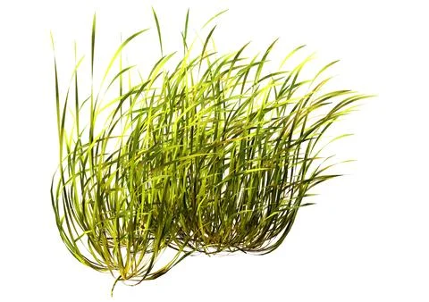3D Rendering Seagrass on White Stock Illustration