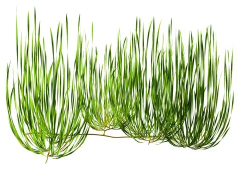 3D Rendering Seagrass on White Stock Illustration