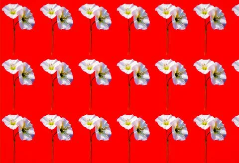 3D rendering seamless pattern with beautiful bindweed flowers Illustration