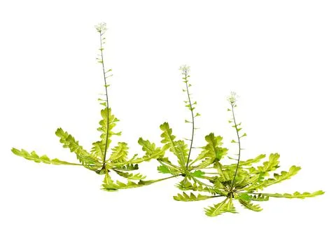 3D Rendering Shepherds Purse Plants on White Stock Illustration