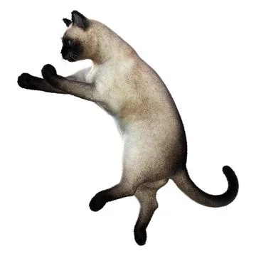 3D Rendering Siamese Cat on White Stock Illustration
