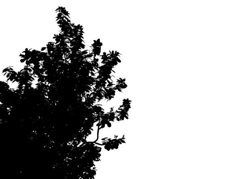 3d rendering of a silhouette tree isolated on white background Stock Illustration