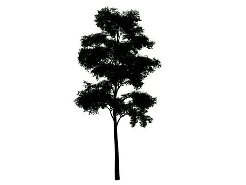 3d rendering of a silhouette tree isolated on white background Stock Illustration