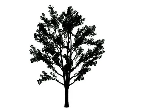 3d rendering of a silhouette tree isolated on white background Stock Illustration