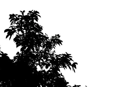 3d rendering of a silhouette tree isolated on white background Illustrazione stock
