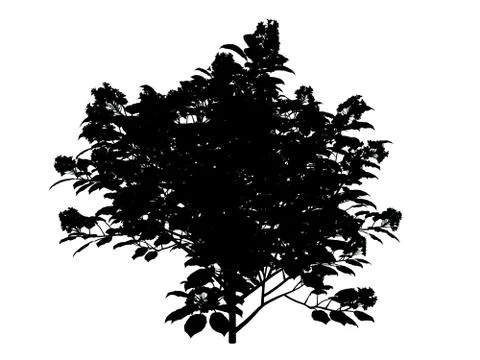 3d rendering of a silhouette tree isolated on white background Stock Illustration