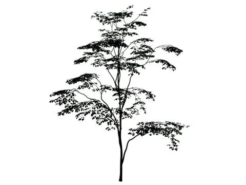 3d rendering of a silhouette tree isolated on white background Illustrazione stock