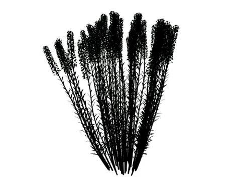 3d rendering of a silhouette tree isolated on white background Stock Illustration