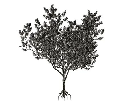3d rendering of a silver tree isolated on a white background Stock Illustration