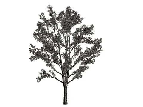 3d rendering of a silver tree isolated on a white background イラスト素材