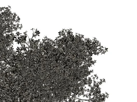 3d rendering of a silver tree isolated on a white background Stock Illustration