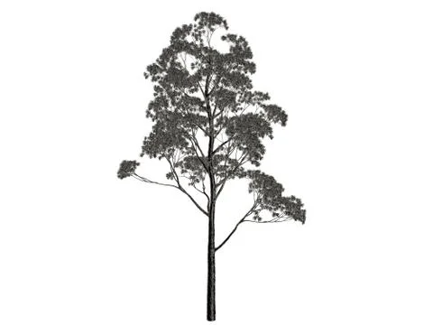 3d rendering of a silver tree isolated on a white background Stock Illustration
