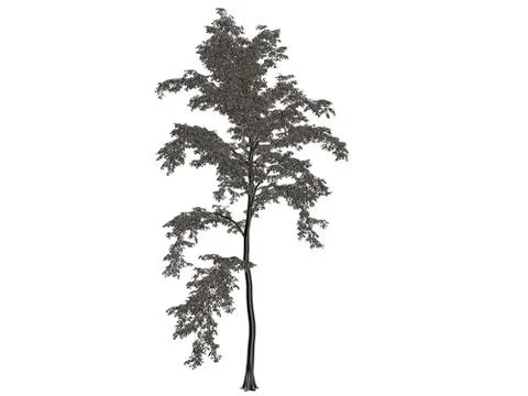 3d rendering of a silver tree isolated on a white background Stock Illustration