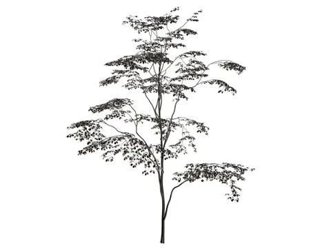 3d rendering of a silver tree isolated on a white background Stock Illustration