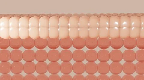 3D rendering The skin structure layer Microstructure Stock Illustration