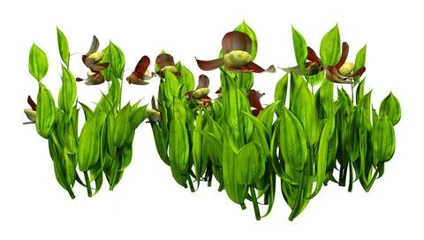 3D Rendering Slipper Orchid Flowers on White Stock Illustration
