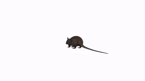 3D rendering of a small rodent in a minimalist environment Stock Footage 303594609