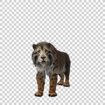 3D rendering of a Smilodon, the extinct pre-historic Sabre-tooth Stock Illustration