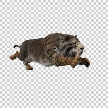 3D rendering of a Smilodon, the extinct pre-historic Sabre-tooth Illustrazione stock