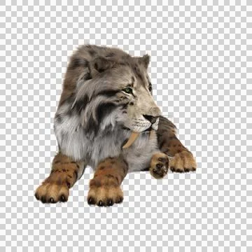 3D rendering of a Smilodon, the extinct pre-historic Sabre-tooth Stock Illustration