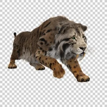 3D rendering of a Smilodon, the extinct pre-historic Sabre-tooth Stock Illustration