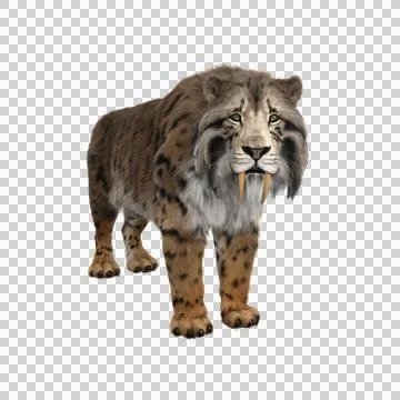 3D rendering of a Smilodon, the extinct pre-historic Sabre-tooth Stock Illustration