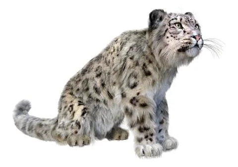 3D Rendering Snow Leopard on White イラスト素材