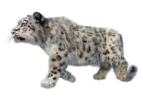 3D Rendering Snow Leopard on White Stock Illustration