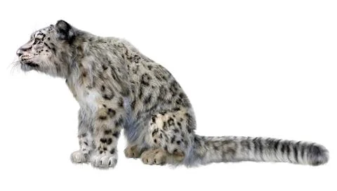 3D Rendering Snow Leopard on White 스톡 일러스트