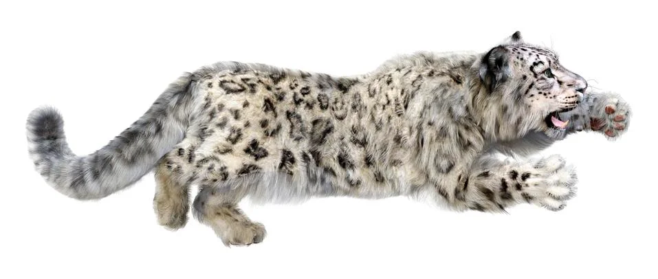 3D Rendering Snow Leopard on White Stock Illustration