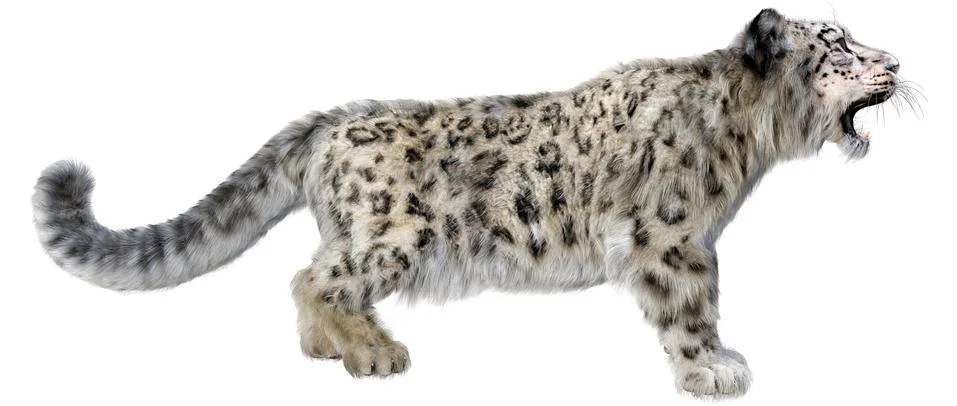 3D Rendering Snow Leopard on White Stock Illustration
