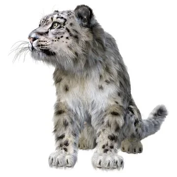 3D Rendering Snow Leopard on White 스톡 일러스트