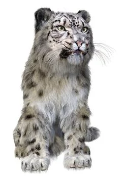 3D Rendering Snow Leopard on White Stock Illustration