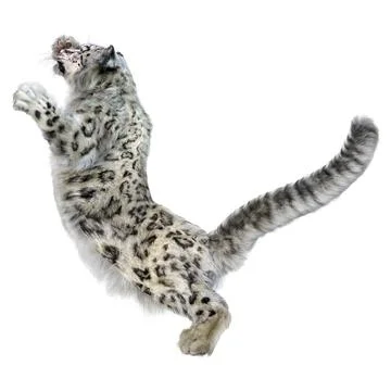 3D Rendering Snow Leopard on White Stock Illustration