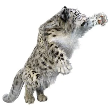3D Rendering Snow Leopard on White Stock Illustration