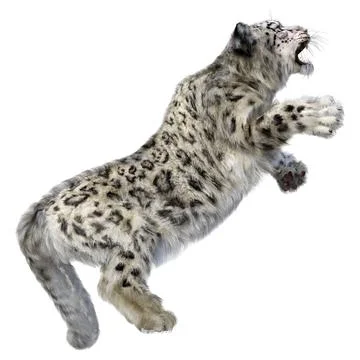 3D Rendering Snow Leopard on White Stock Illustration