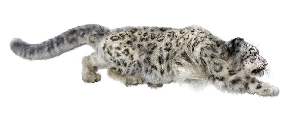 3D Rendering Snow Leopard on White Stock Illustration