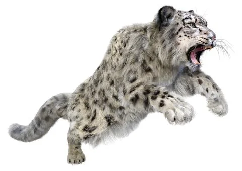 3D Rendering Snow Leopard on White Stock Illustration