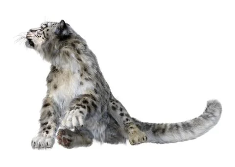3D Rendering Snow Leopard on White Stock Illustration