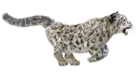 3D Rendering Snow Leopard on White Stock Illustration