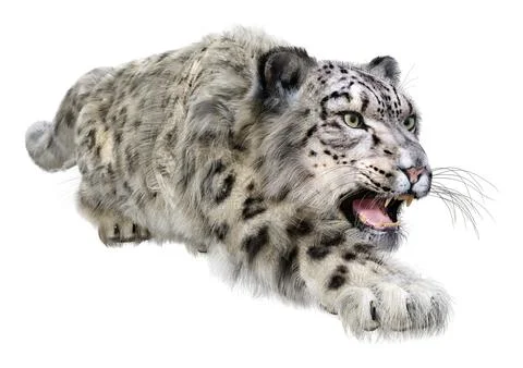 3D Rendering Snow Leopard on White Stock Illustration