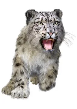 3D Rendering Snow Leopard on White Stock Illustration