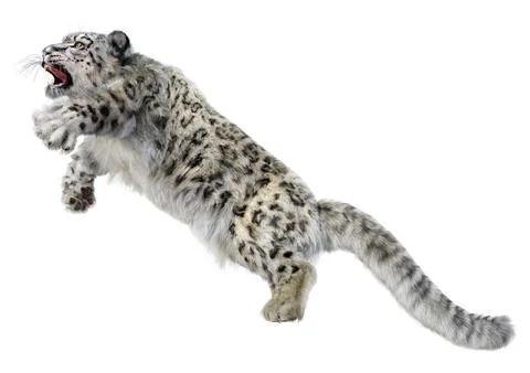 3D Rendering Snow Leopard on White Stock Illustration